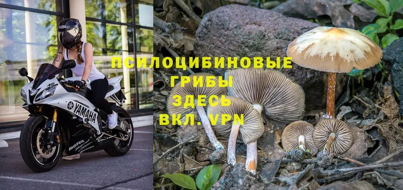 Галлюциногенные грибы Magic Shrooms  наркота  Красноперекопск 